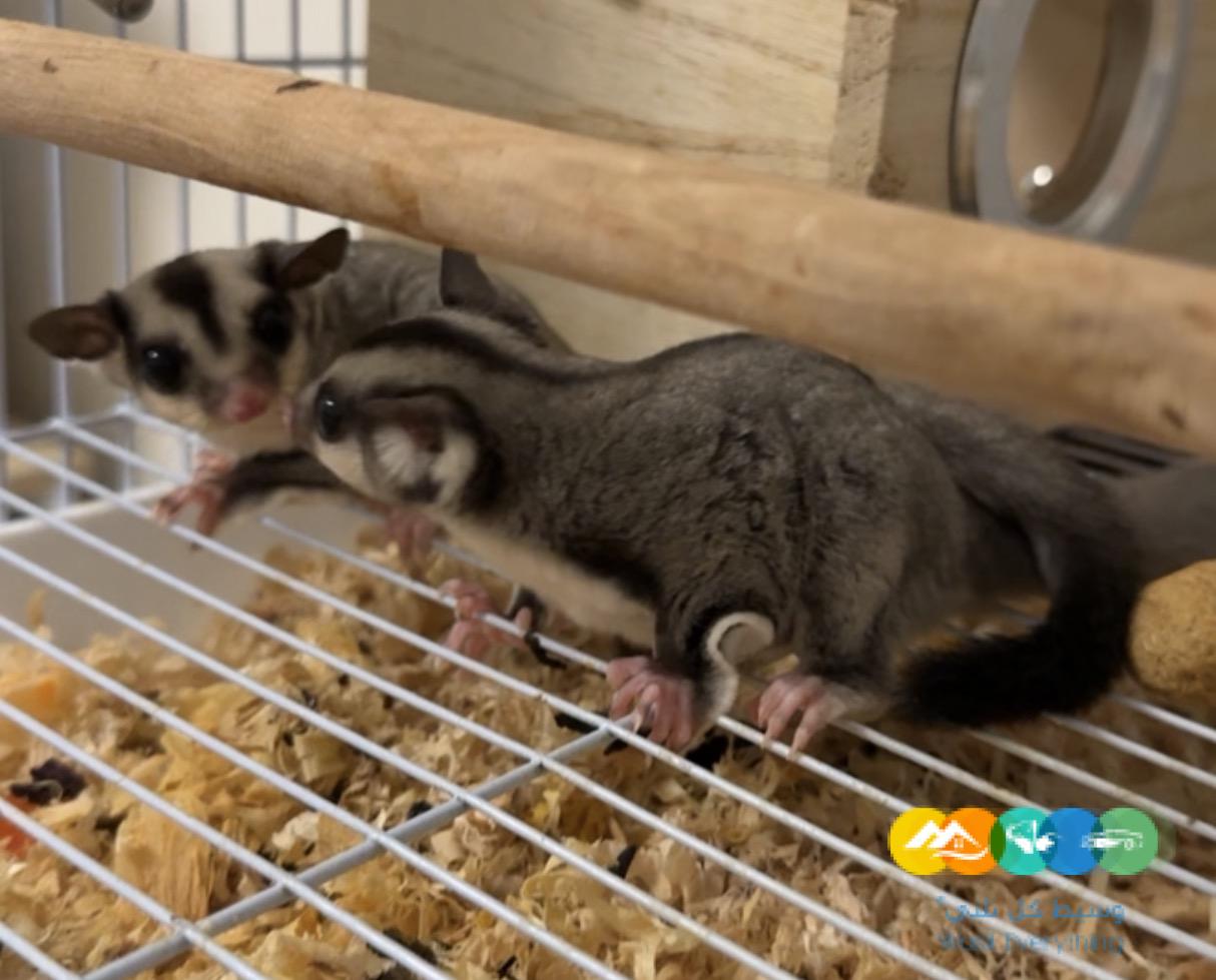 شوقرقلايدرز ذكور للبيع في الرياض