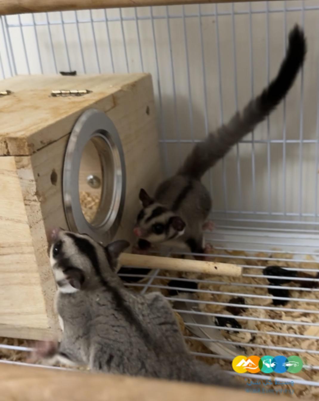 شوقرقلايدرز ذكور للبيع في الرياض