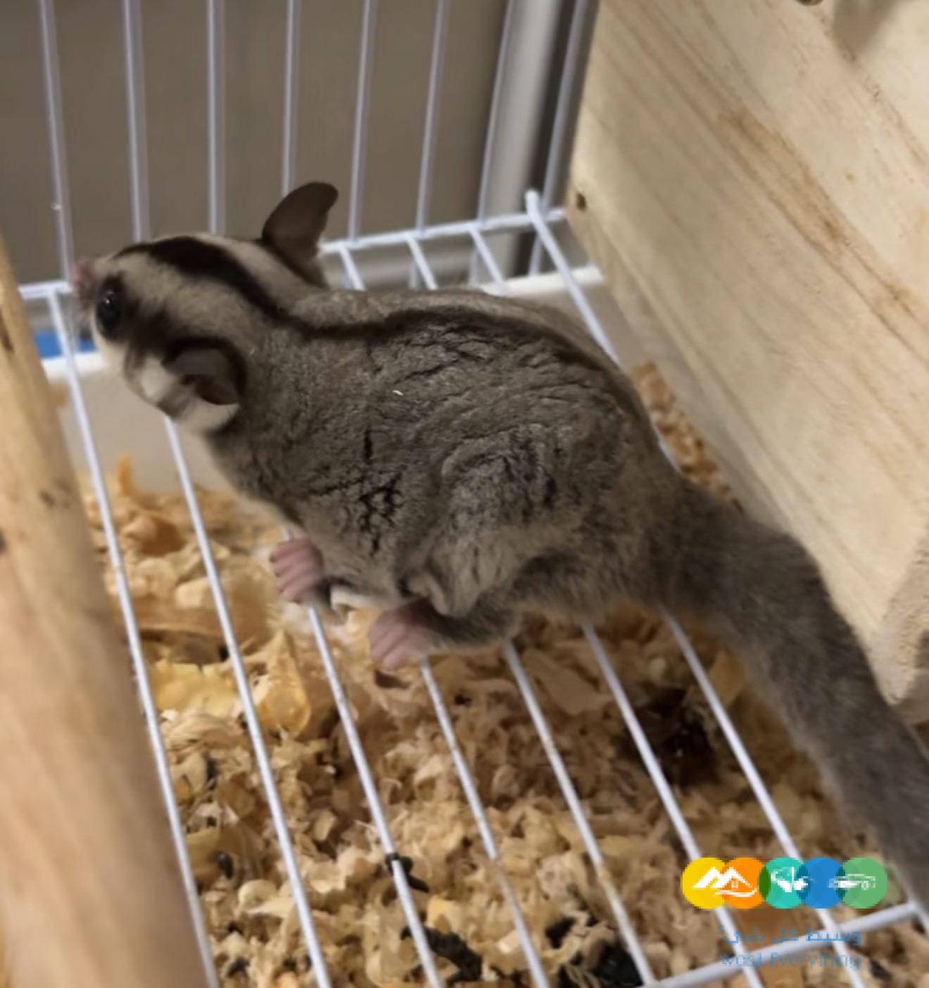 شوقرقلايدرز ذكور للبيع في الرياض