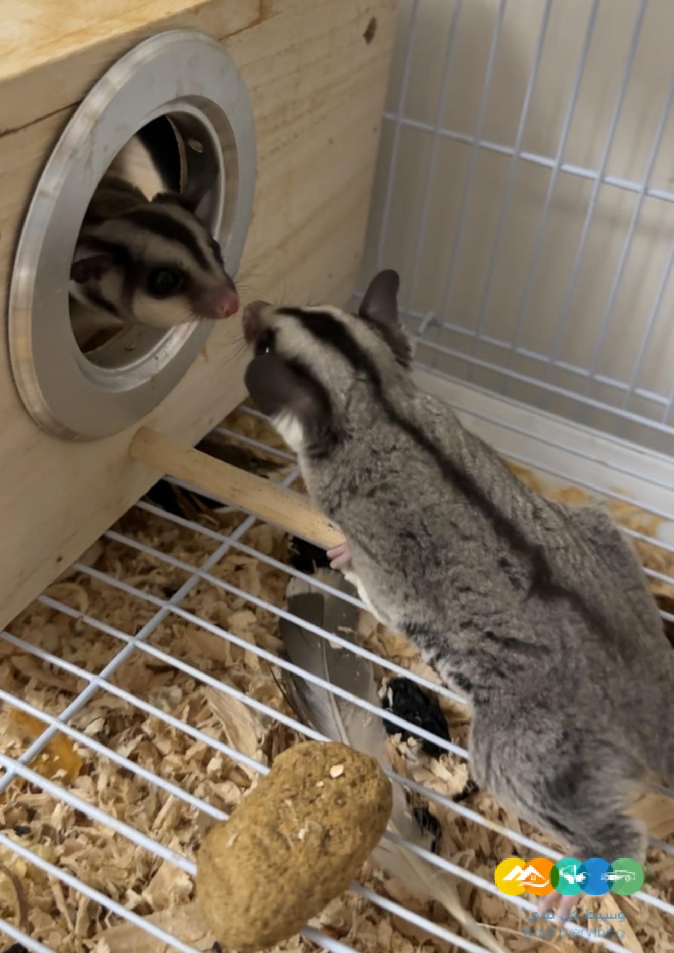 شوقرقلايدرز ذكور للبيع في الرياض