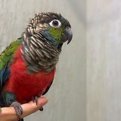 63D2AA2C-CDF5-4243-BFD3-243B317CAAD6