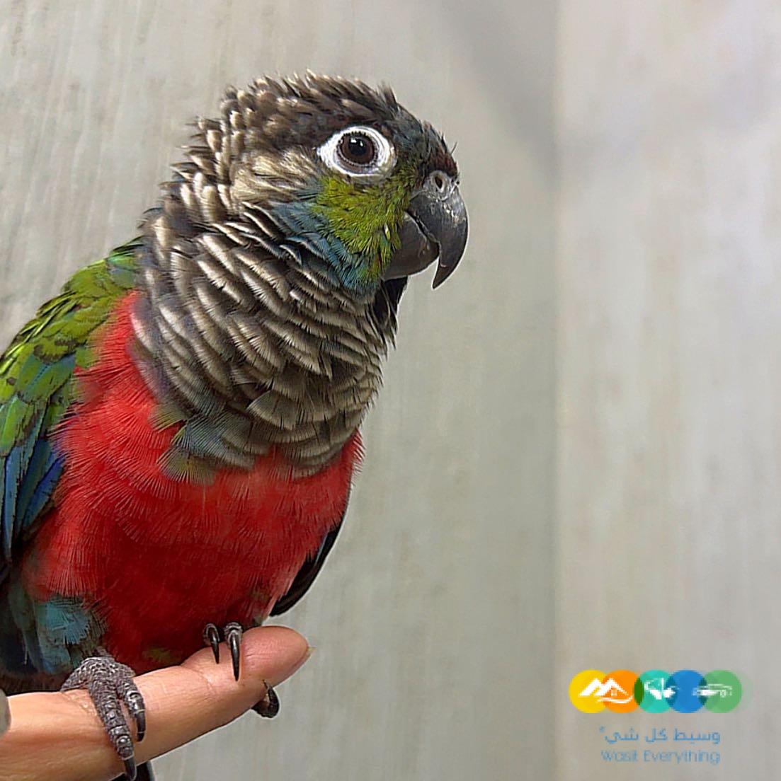 طار عليه طير كنيور كريمسون طار من حي الأمير فواز الجنوب