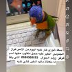 ببغاء لوري